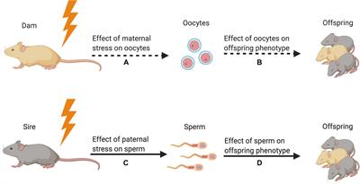 Germ Cell Drivers: Transmission of Preconception Stress Across Generations